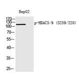 Western blot - HDAC5/9 (Phospho-Ser259/220) Polyclonal Antibody from Signalway Antibody (12226) - Antibodies.com