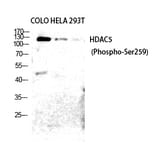 Western blot - HDAC5/9 (Phospho-Ser259/220) Polyclonal Antibody from Signalway Antibody (12226) - Antibodies.com