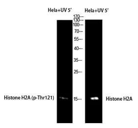 Western blot - Histone H2A (Phospho-Thr121) Polyclonal Antibody from Signalway Antibody (12381) - Antibodies.com
