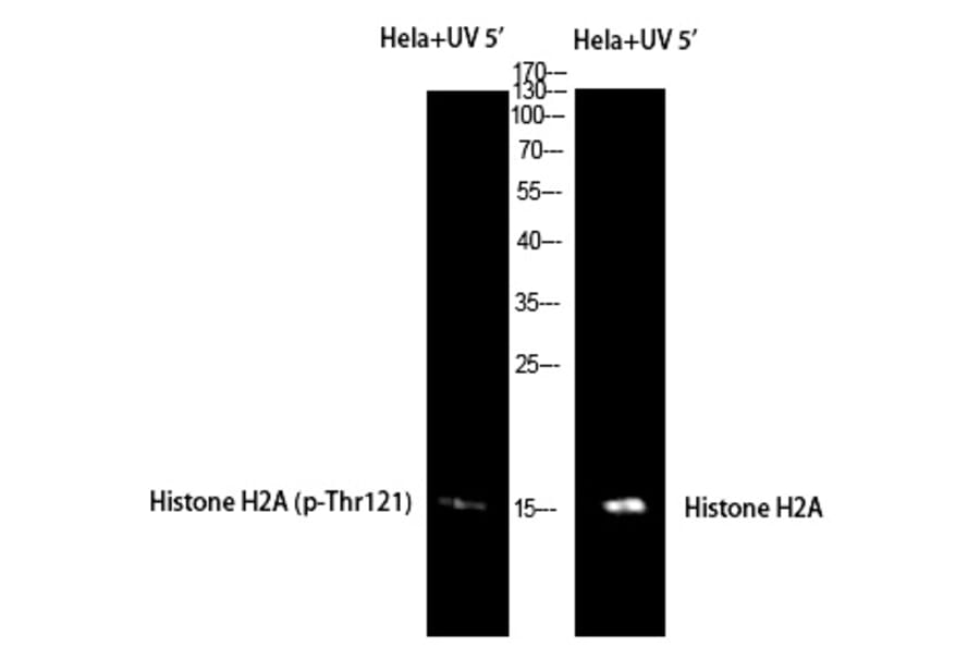 Western blot - Histone H2A (Phospho-Thr121) Polyclonal Antibody from Signalway Antibody (12381) - Antibodies.com