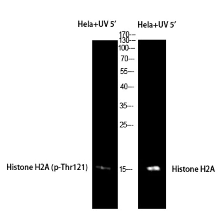 Western blot - Histone H2A (Phospho-Thr121) Polyclonal Antibody from Signalway Antibody (12381) - Antibodies.com