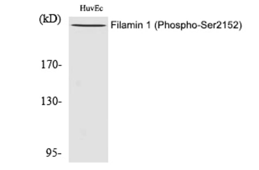 Western blot - Filamin 1 (Phospho-Ser2152) Polyclonal Antibody from Signalway Antibody (12286) - Antibodies.com