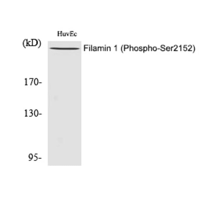 Western blot - Filamin 1 (Phospho-Ser2152) Polyclonal Antibody from Signalway Antibody (12286) - Antibodies.com