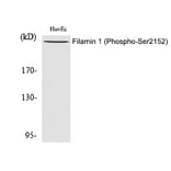 Western blot - Filamin 1 (Phospho-Ser2152) Polyclonal Antibody from Signalway Antibody (12286) - Antibodies.com