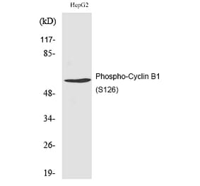 Western blot - Cyclin B1 (Phospho-Ser126) Polyclonal Antibody from Signalway Antibody (12193) - Antibodies.com