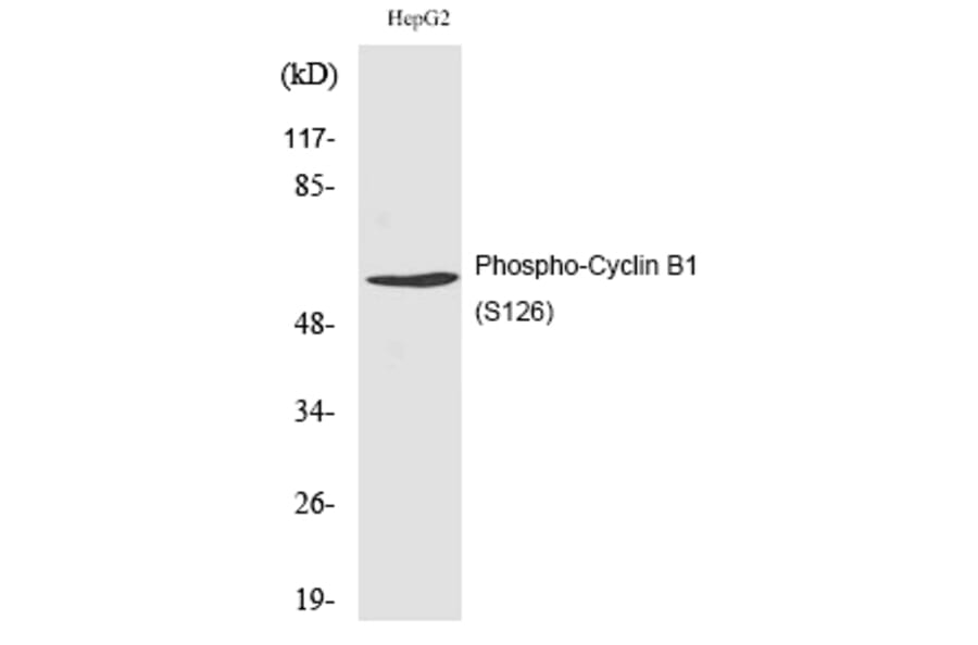 Western blot - Cyclin B1 (Phospho-Ser126) Polyclonal Antibody from Signalway Antibody (12193) - Antibodies.com