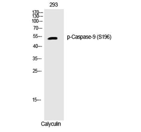 Western blot - Caspase-9 (Phospho-Ser196) Polyclonal Antibody from Signalway Antibody (12238) - Antibodies.com