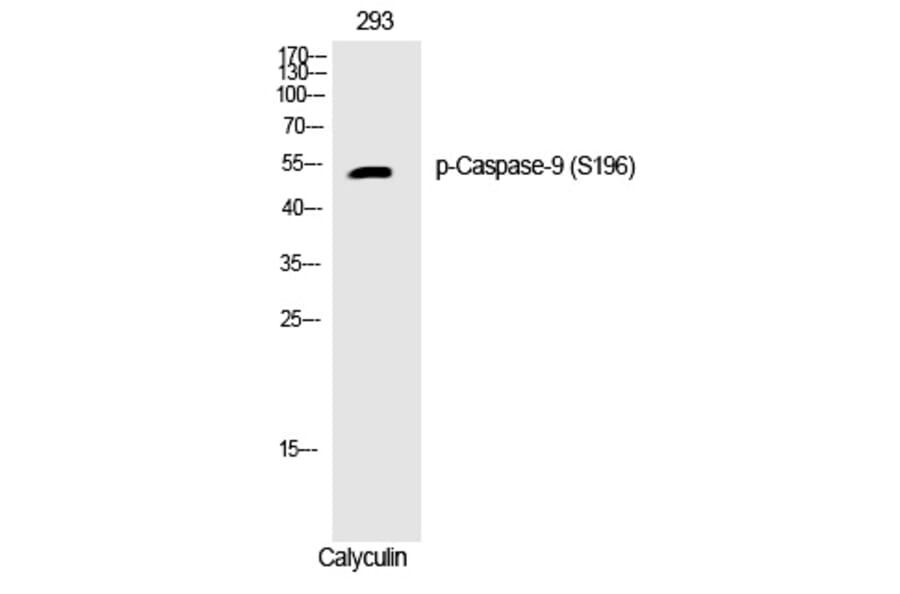 Western blot - Caspase-9 (Phospho-Ser196) Polyclonal Antibody from Signalway Antibody (12238) - Antibodies.com