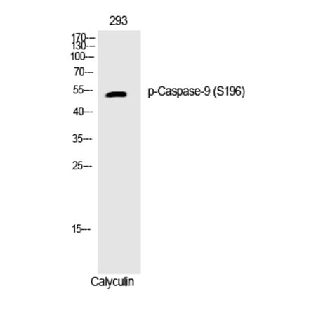 Western blot - Caspase-9 (Phospho-Ser196) Polyclonal Antibody from Signalway Antibody (12238) - Antibodies.com