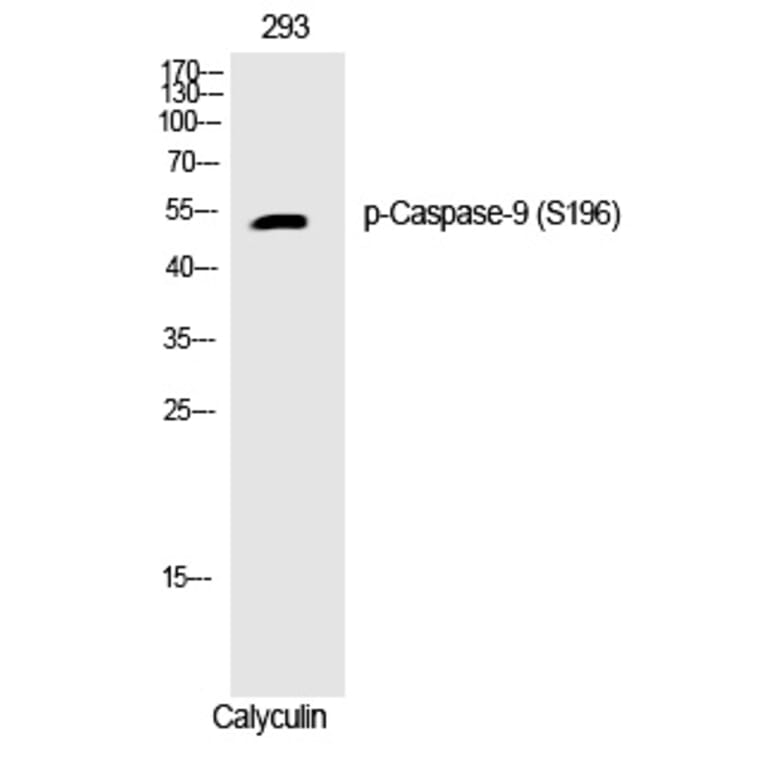 Western blot - Caspase-9 (Phospho-Ser196) Polyclonal Antibody from Signalway Antibody (12238) - Antibodies.com