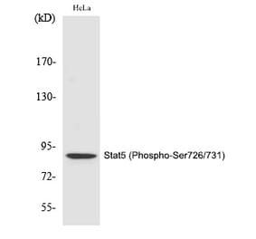 Western blot - Stat5 (Phospho-Ser726/731) Polyclonal Antibody from Signalway Antibody (12292) - Antibodies.com