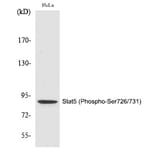 Western blot - Stat5 (Phospho-Ser726/731) Polyclonal Antibody from Signalway Antibody (12292) - Antibodies.com