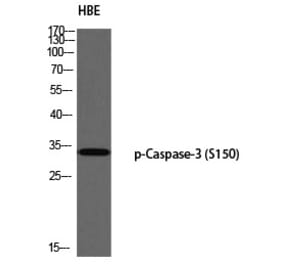 Western blot - Caspase-3 (Phospho-Ser150) Polyclonal Antibody from Signalway Antibody (12324) - Antibodies.com