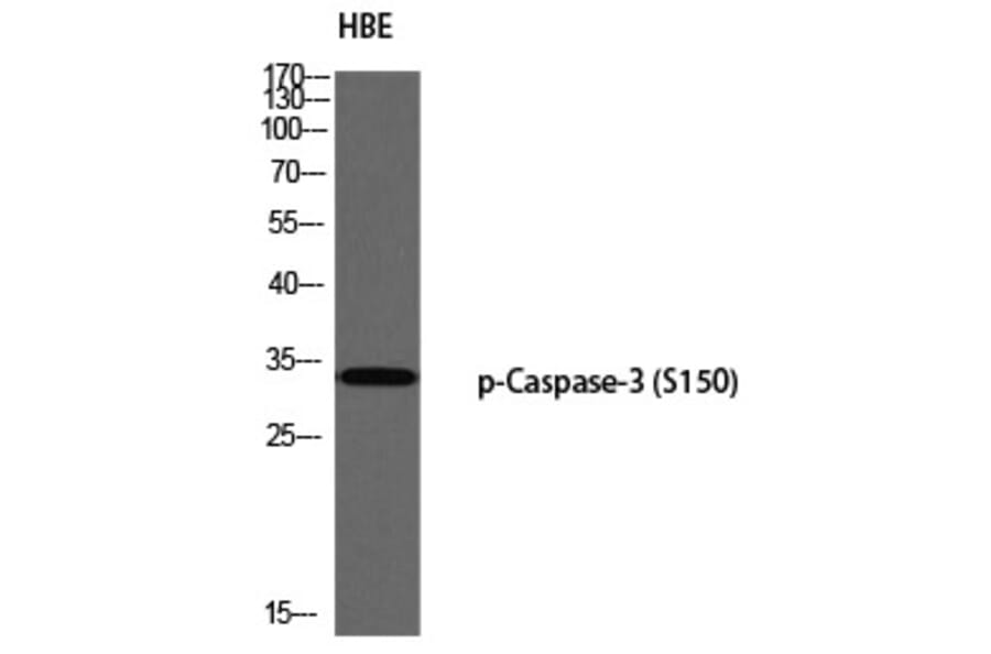 Western blot - Caspase-3 (Phospho-Ser150) Polyclonal Antibody from Signalway Antibody (12324) - Antibodies.com