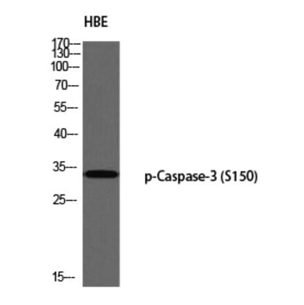 Western blot - Caspase-3 (Phospho-Ser150) Polyclonal Antibody from Signalway Antibody (12324) - Antibodies.com