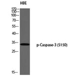 Western blot - Caspase-3 (Phospho-Ser150) Polyclonal Antibody from Signalway Antibody (12324) - Antibodies.com