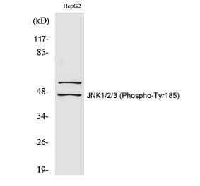Western blot - JNK1/2/3 (Phospho-Tyr185) Polyclonal Antibody from Signalway Antibody (12345) - Antibodies.com