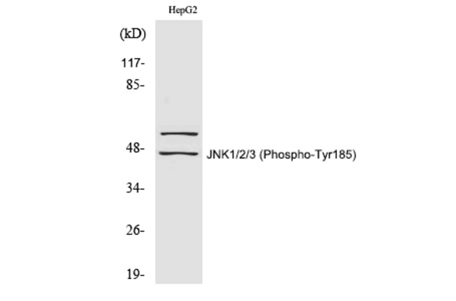 Western blot - JNK1/2/3 (Phospho-Tyr185) Polyclonal Antibody from Signalway Antibody (12345) - Antibodies.com