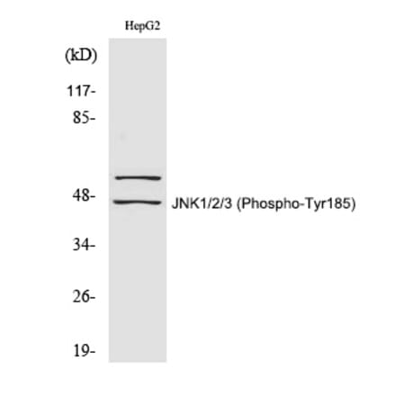 Western blot - JNK1/2/3 (Phospho-Tyr185) Polyclonal Antibody from Signalway Antibody (12345) - Antibodies.com