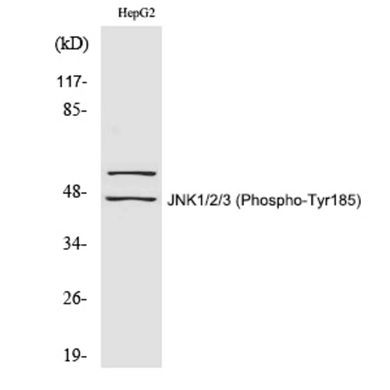 Western blot - JNK1/2/3 (Phospho-Tyr185) Polyclonal Antibody from Signalway Antibody (12345) - Antibodies.com