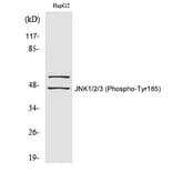 Western blot - JNK1/2/3 (Phospho-Tyr185) Polyclonal Antibody from Signalway Antibody (12345) - Antibodies.com