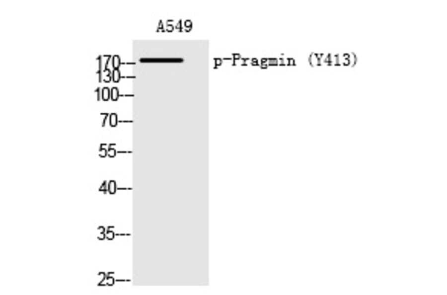 Western blot - Pragmin (Phospho-Tyr413) Polyclonal Antibody from Signalway Antibody (12219) - Antibodies.com