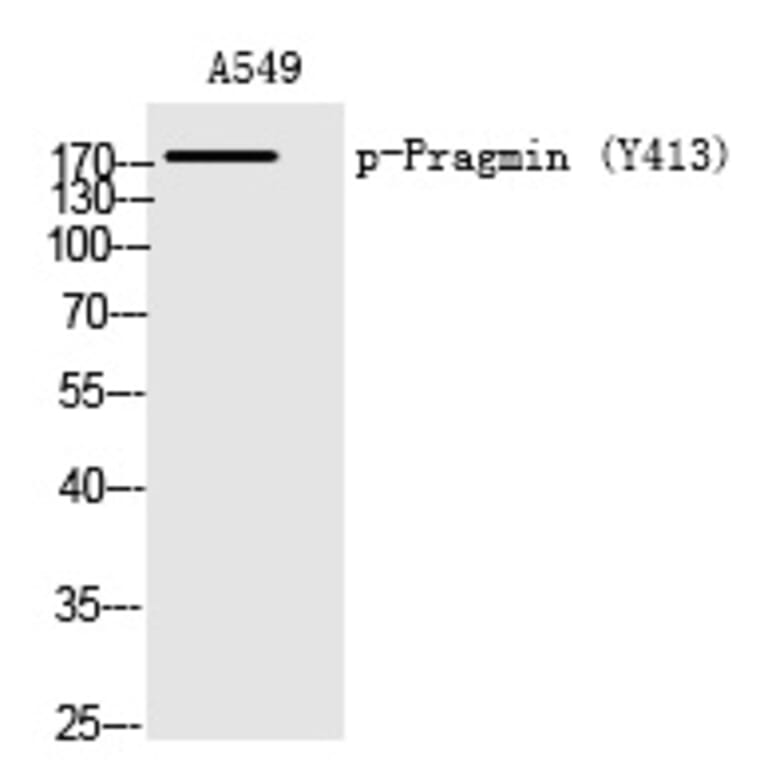 Western blot - Pragmin (Phospho-Tyr413) Polyclonal Antibody from Signalway Antibody (12219) - Antibodies.com