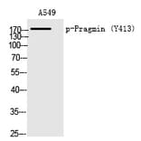Western blot - Pragmin (Phospho-Tyr413) Polyclonal Antibody from Signalway Antibody (12219) - Antibodies.com