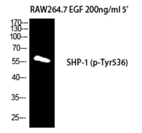 Western blot - SH-PTP1 (Phospho-Tyr536) Polyclonal Antibody from Signalway Antibody (12279) - Antibodies.com