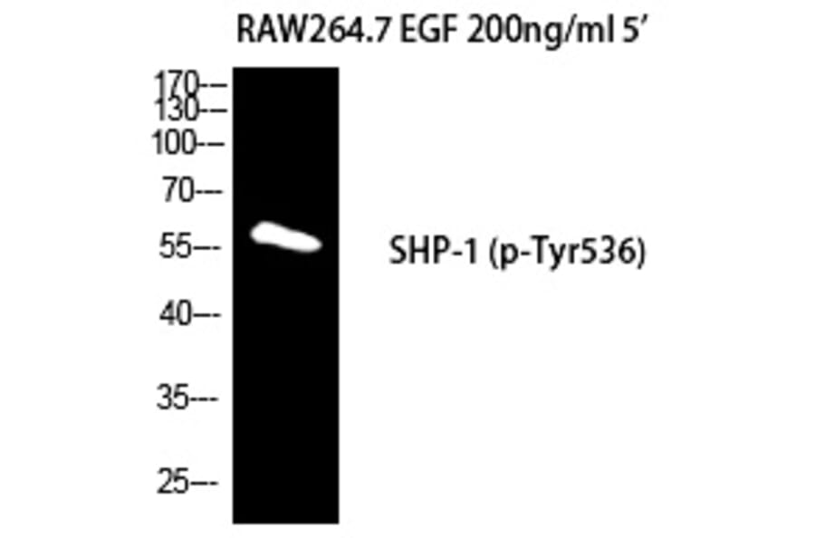 Western blot - SH-PTP1 (Phospho-Tyr536) Polyclonal Antibody from Signalway Antibody (12279) - Antibodies.com