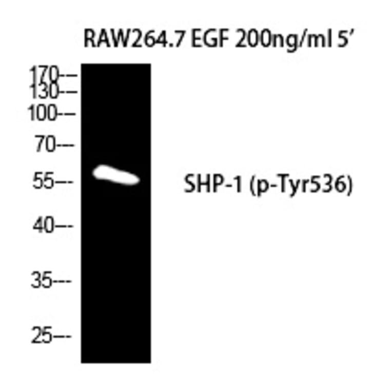 Western blot - SH-PTP1 (Phospho-Tyr536) Polyclonal Antibody from Signalway Antibody (12279) - Antibodies.com