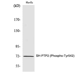 Western blot - SH-PTP2 (Phospho-Tyr542) Polyclonal Antibody from Signalway Antibody (12280) - Antibodies.com