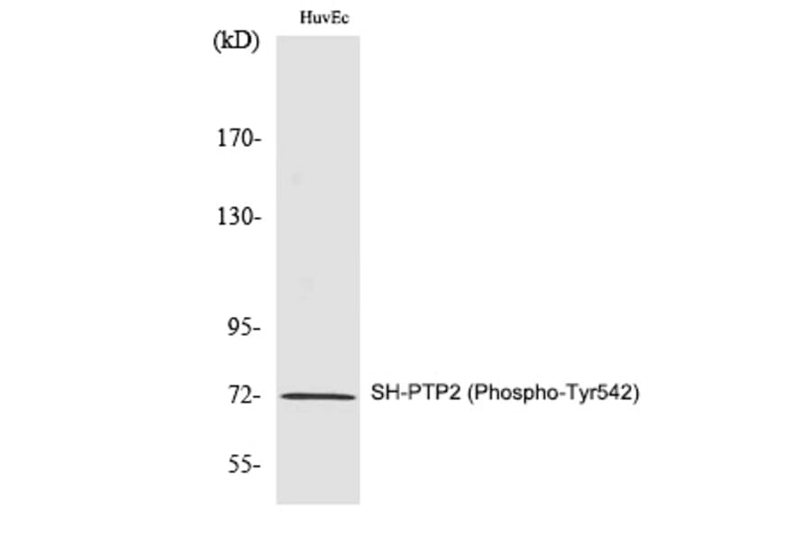 Western blot - SH-PTP2 (Phospho-Tyr542) Polyclonal Antibody from Signalway Antibody (12280) - Antibodies.com