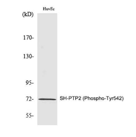 Western blot - SH-PTP2 (Phospho-Tyr542) Polyclonal Antibody from Signalway Antibody (12280) - Antibodies.com