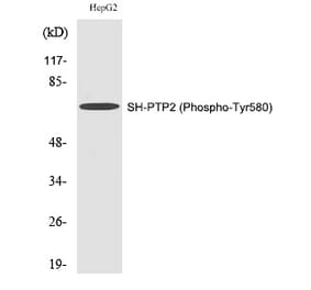 Western blot - SH-PTP2 (Phospho-Tyr580) Polyclonal Antibody from Signalway Antibody (12281) - Antibodies.com