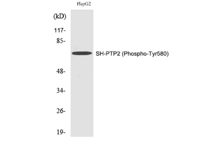 Western blot - SH-PTP2 (Phospho-Tyr580) Polyclonal Antibody from Signalway Antibody (12281) - Antibodies.com