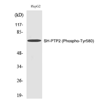 Western blot - SH-PTP2 (Phospho-Tyr580) Polyclonal Antibody from Signalway Antibody (12281) - Antibodies.com