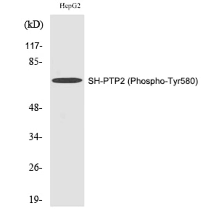 Western blot - SH-PTP2 (Phospho-Tyr580) Polyclonal Antibody from Signalway Antibody (12281) - Antibodies.com