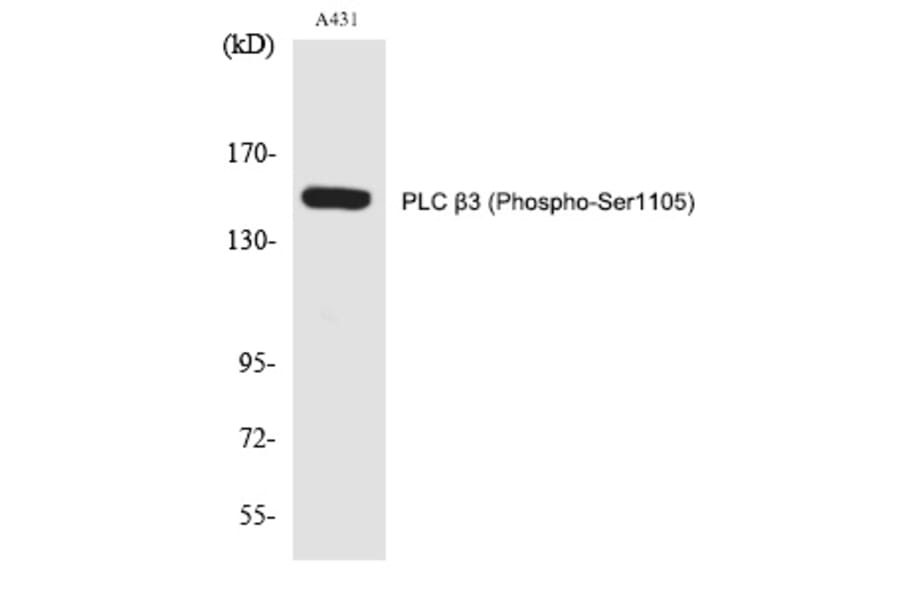 Western blot - PLC β3 (Phospho-Ser1105) Polyclonal Antibody from Signalway Antibody (12290) - Antibodies.com