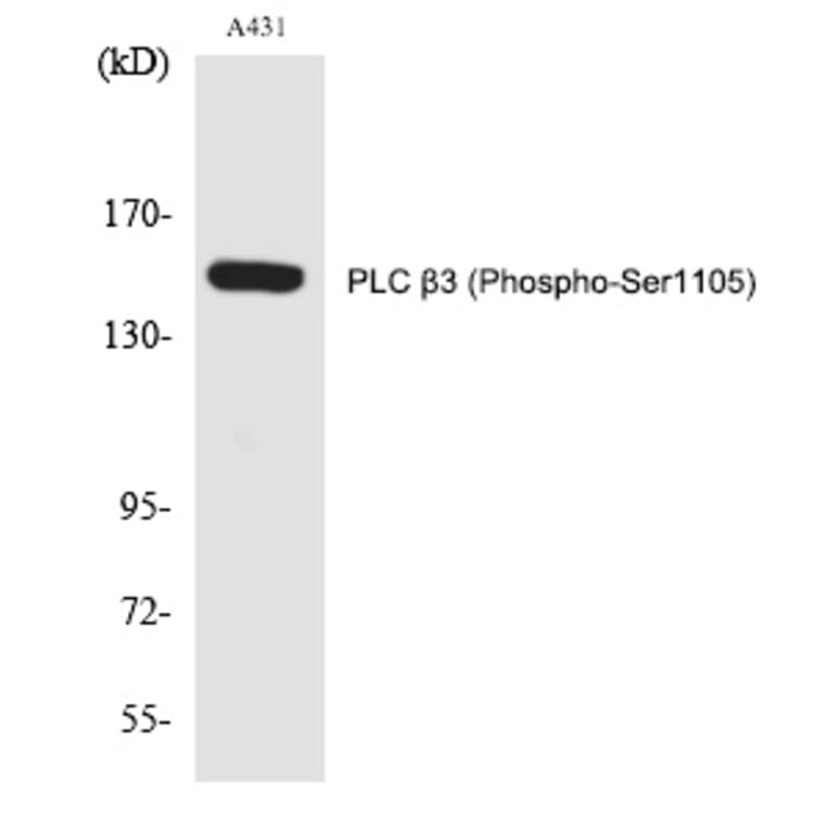 Western blot - PLC β3 (Phospho-Ser1105) Polyclonal Antibody from Signalway Antibody (12290) - Antibodies.com