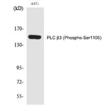 Western blot - PLC β3 (Phospho-Ser1105) Polyclonal Antibody from Signalway Antibody (12290) - Antibodies.com