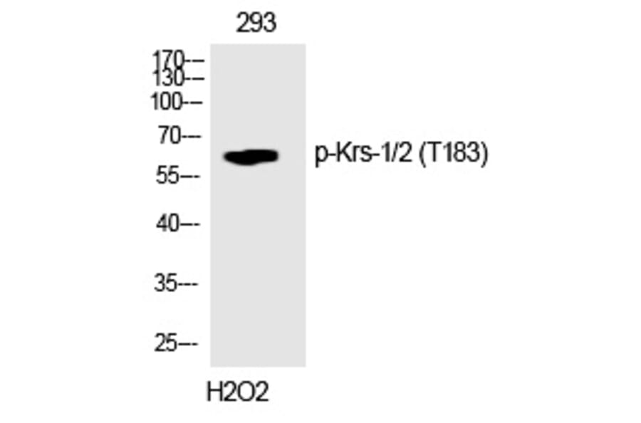 Western blot - Krs-1/2 (Phospho-Thr183) Polyclonal Antibody from Signalway Antibody (12313) - Antibodies.com