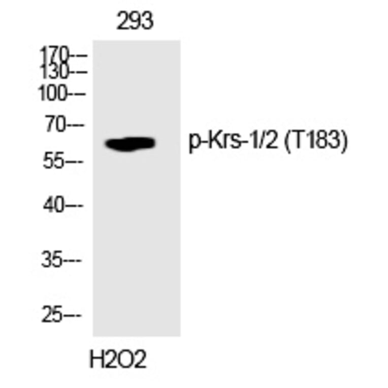 Western blot - Krs-1/2 (Phospho-Thr183) Polyclonal Antibody from Signalway Antibody (12313) - Antibodies.com