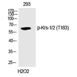 Western blot - Krs-1/2 (Phospho-Thr183) Polyclonal Antibody from Signalway Antibody (12313) - Antibodies.com