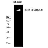 Western blot - IP3R-I (Phospho-Ser1764) Polyclonal Antibody from Signalway Antibody (12382) - Antibodies.com