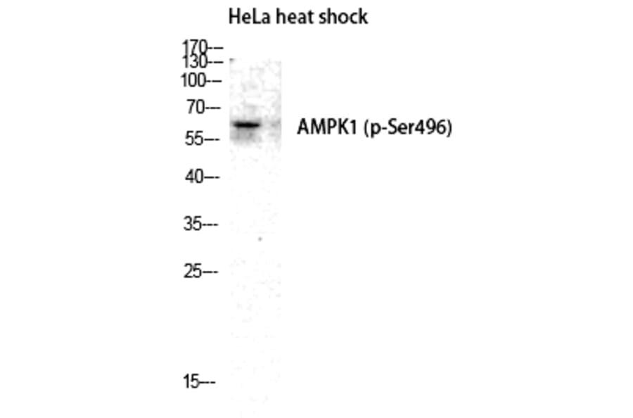 Western blot - AMPKα1 (Phospho-Ser496) Polyclonal Antibody from Signalway Antibody (12179) - Antibodies.com