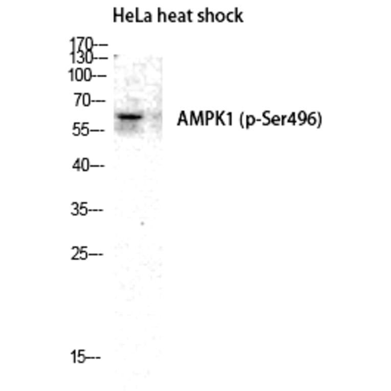 Western blot - AMPKα1 (Phospho-Ser496) Polyclonal Antibody from Signalway Antibody (12179) - Antibodies.com