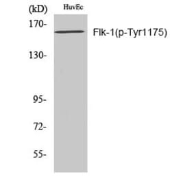 Western blot - Flk-1 (Phospho-Tyr1175) Polyclonal Antibody from Signalway Antibody (12196) - Antibodies.com