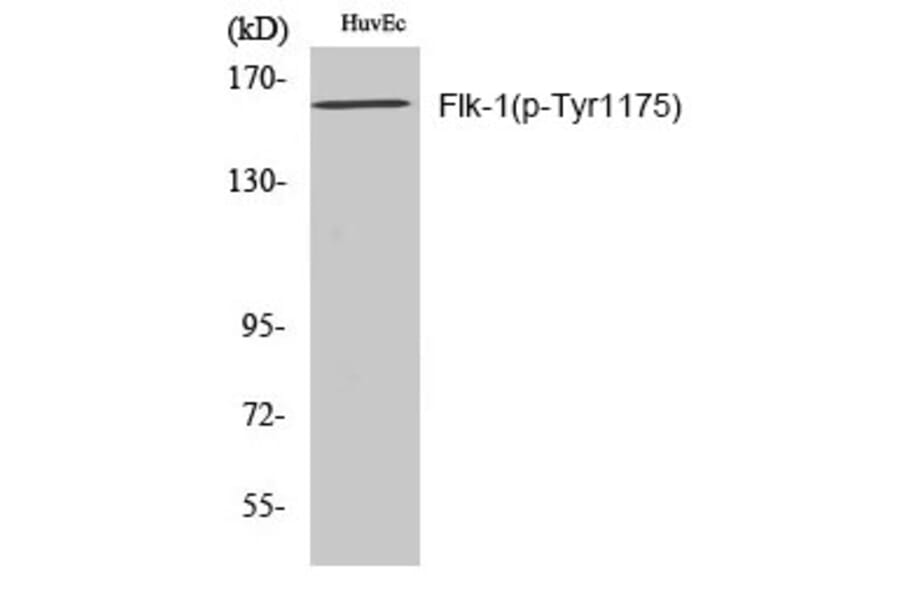 Western blot - Flk-1 (Phospho-Tyr1175) Polyclonal Antibody from Signalway Antibody (12196) - Antibodies.com