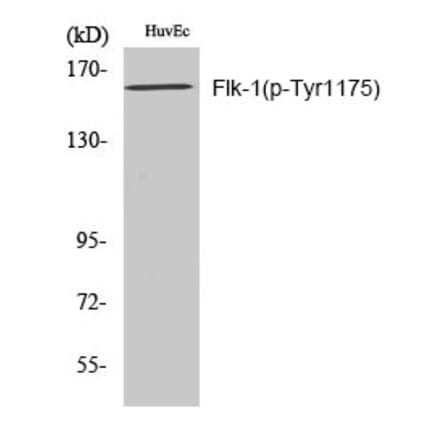 Western blot - Flk-1 (Phospho-Tyr1175) Polyclonal Antibody from Signalway Antibody (12196) - Antibodies.com